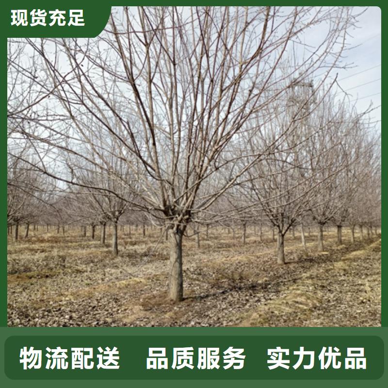 定制法桐小苗的批发商
