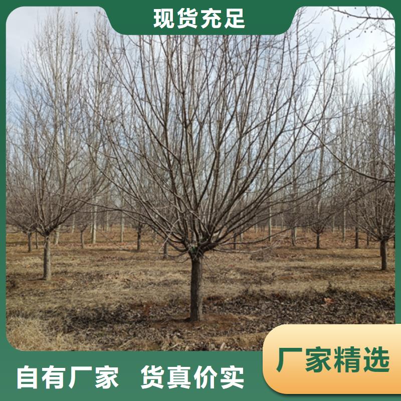 造型法桐承诺守信绿化苗木