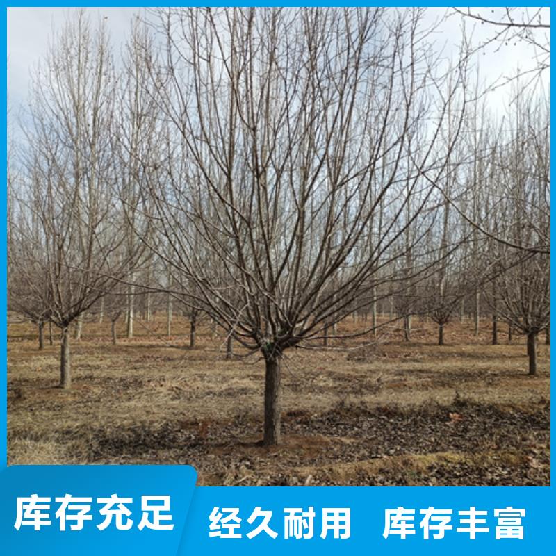 法桐价格诚信企业绿化苗木
