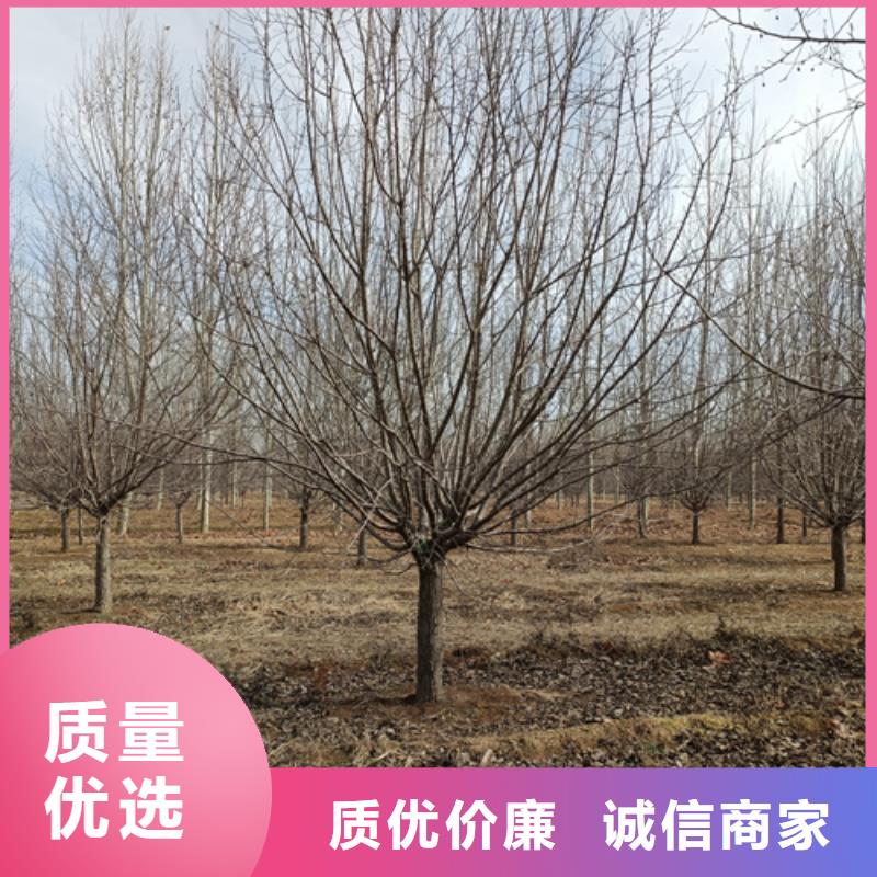 优惠的法桐行情实力厂家