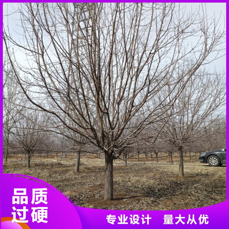 法桐国槐的简单介绍