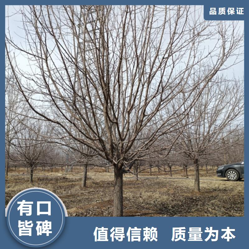 质优价廉的法桐小苗经销商