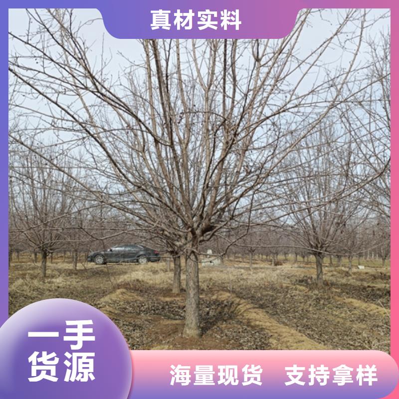 法桐小苗生产经验丰富的厂家