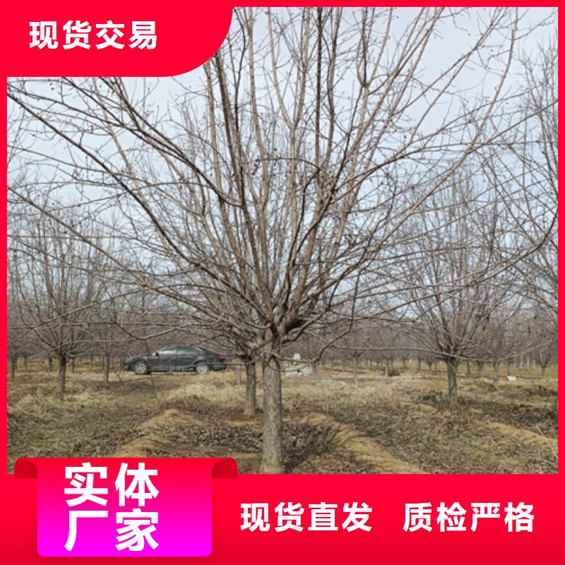 造型法桐售后服务好
