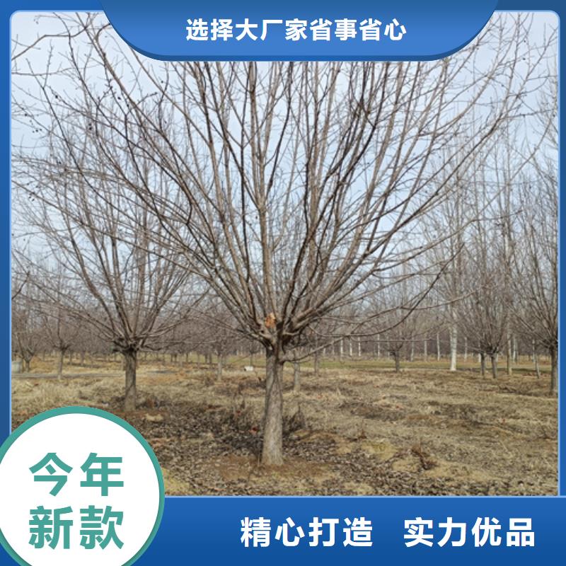 速生法桐直供全国品牌:本地厂家