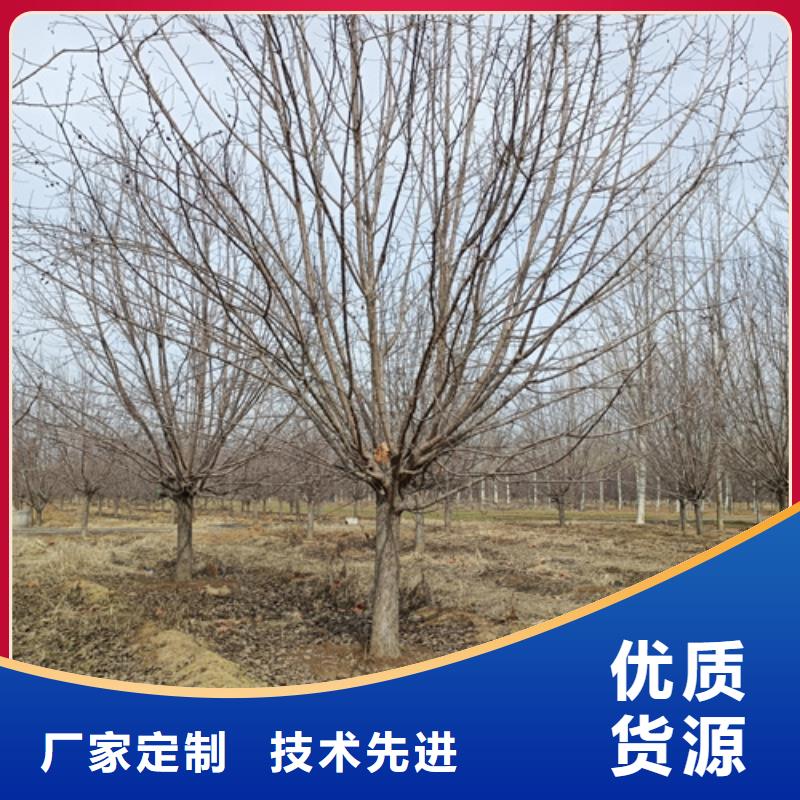 法桐、法桐厂家直销-找翌昊苗木种植基地