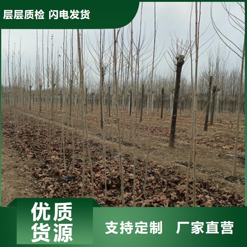 法桐种植基地绿化乔木