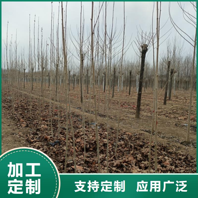 法桐价格免费咨询绿化乔木