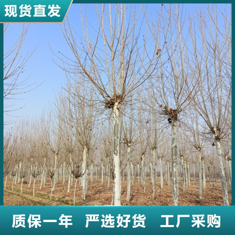 造型法桐服务商