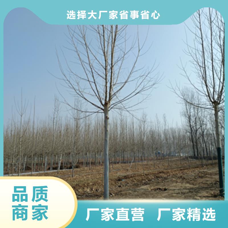 法桐小苗定做厂家
