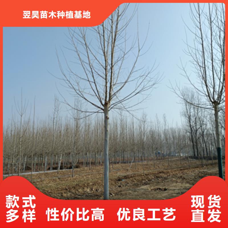 法桐放心选择绿化乔木