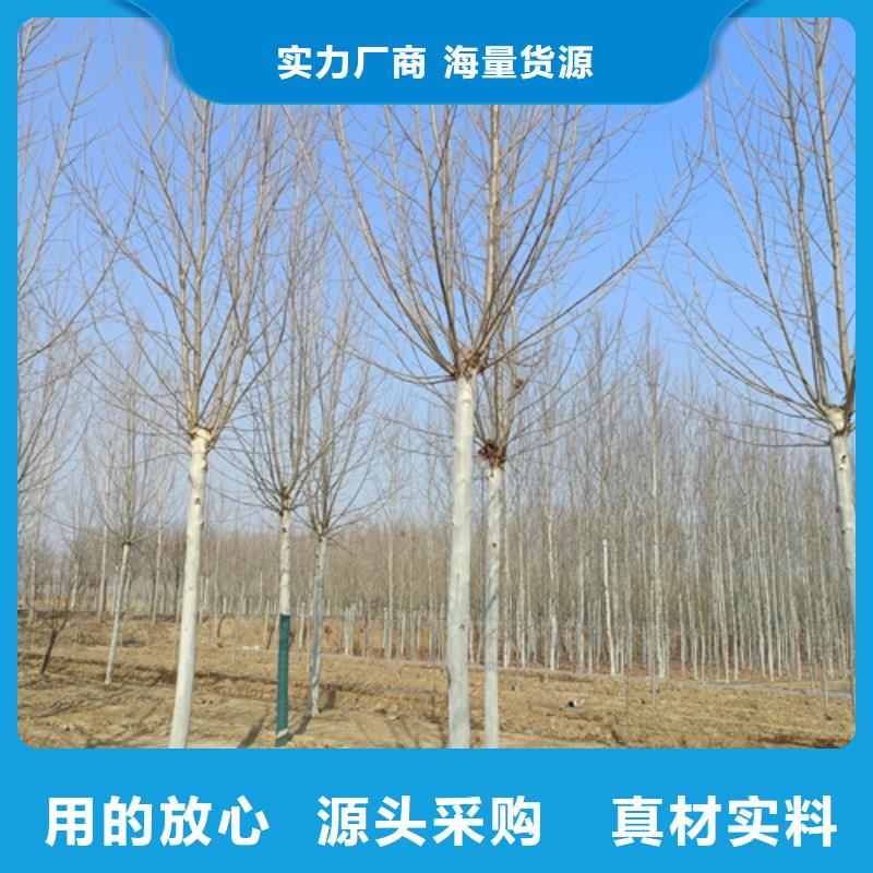 造型法桐当天出货