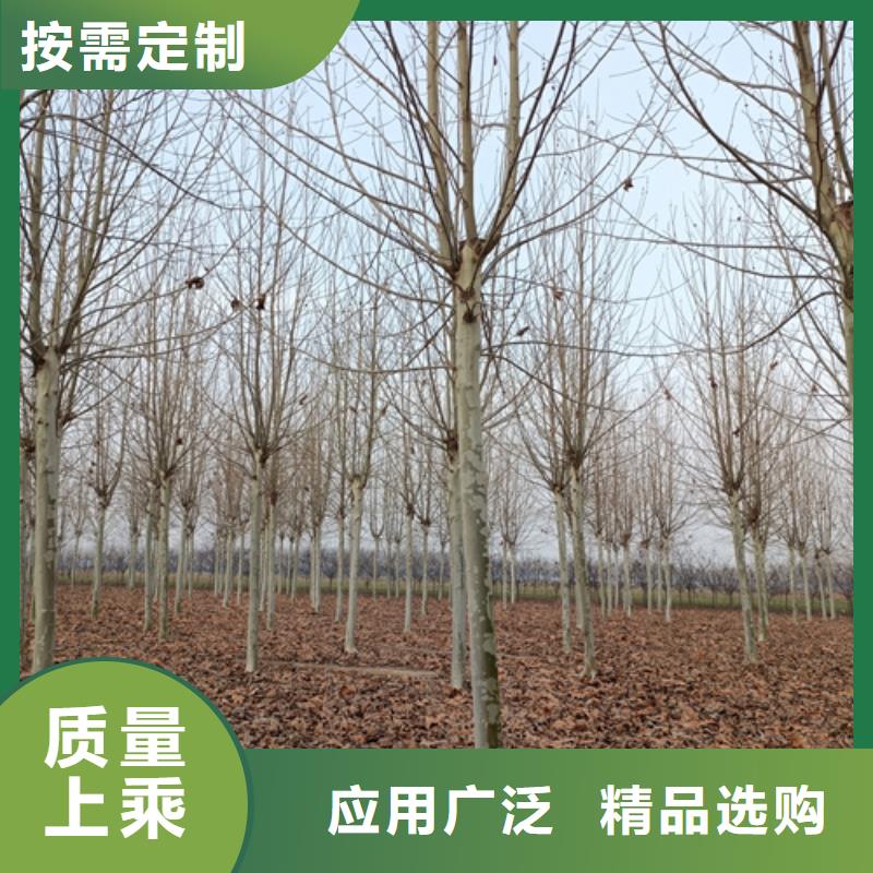 专注制造法桐厂家