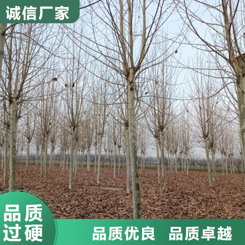 法桐小苗生产厂家-型号齐全