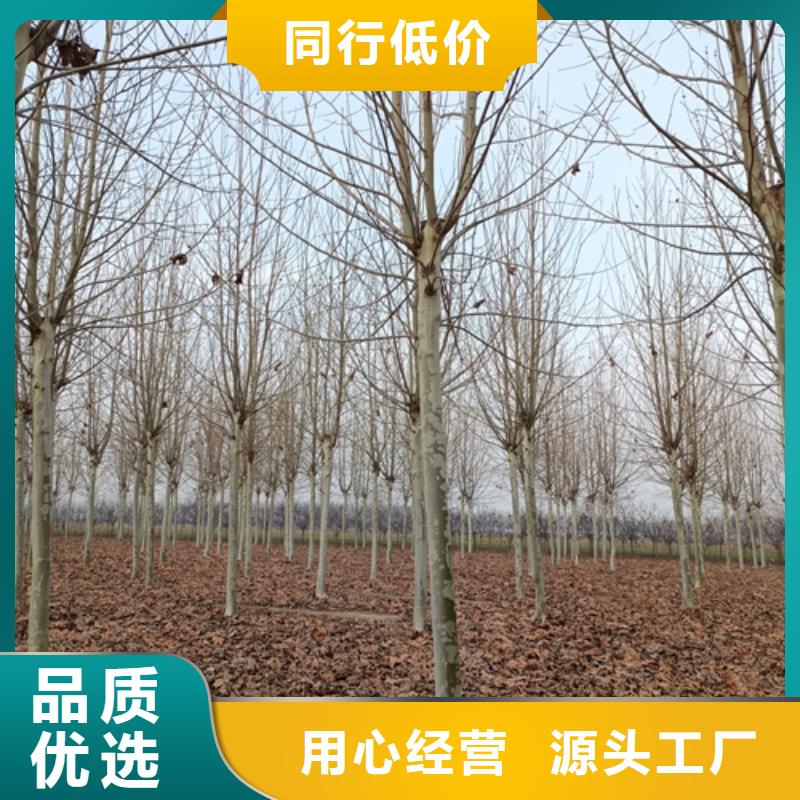 造型法桐-资质齐全