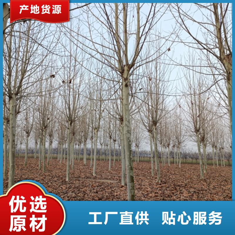 法桐黄金槐优质材料厂家直销