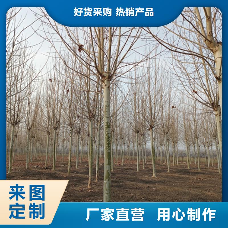 法桐小苗批发生产基地