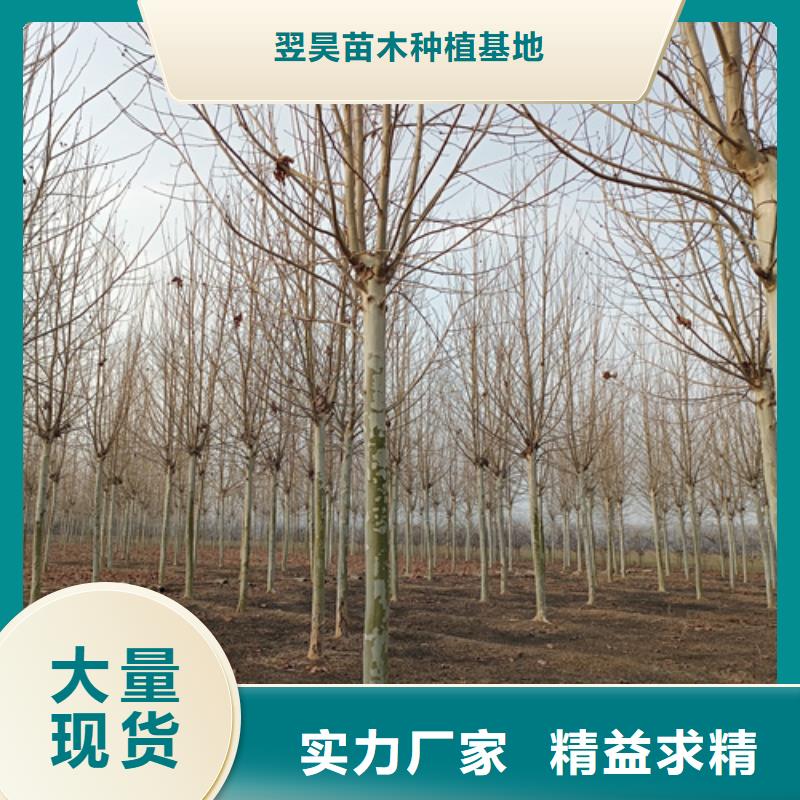 法桐价格免费咨询绿化乔木