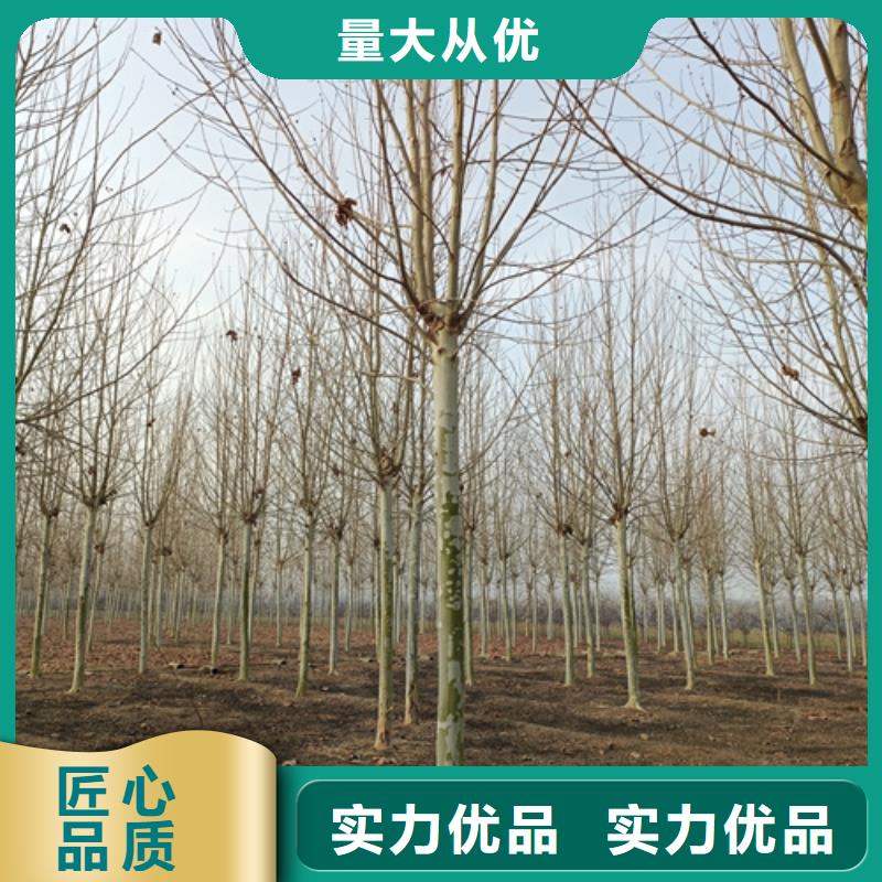 法桐小苗、法桐小苗厂家-值得信赖