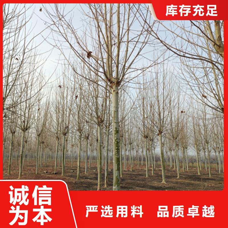 造型法桐厂家热销