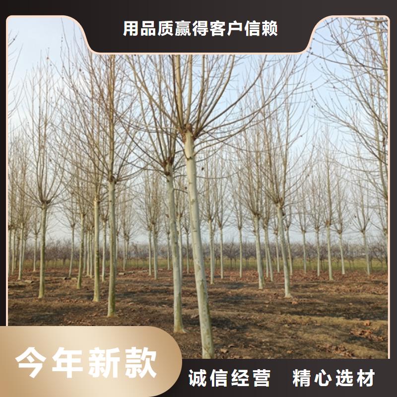 法桐-买贵可退