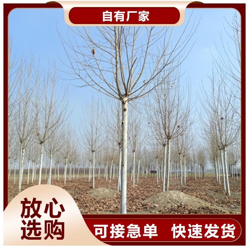 法桐小苗发货快速