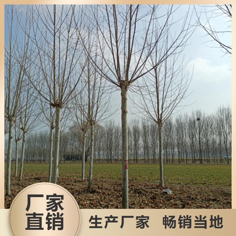 法桐实体诚信经营
