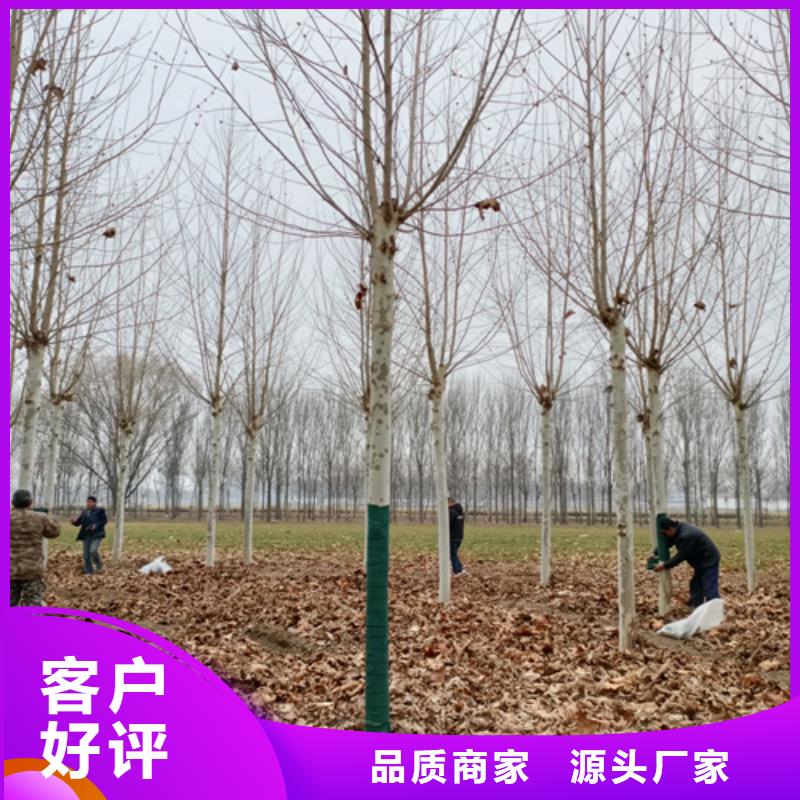 可定制的造型法桐现货厂家