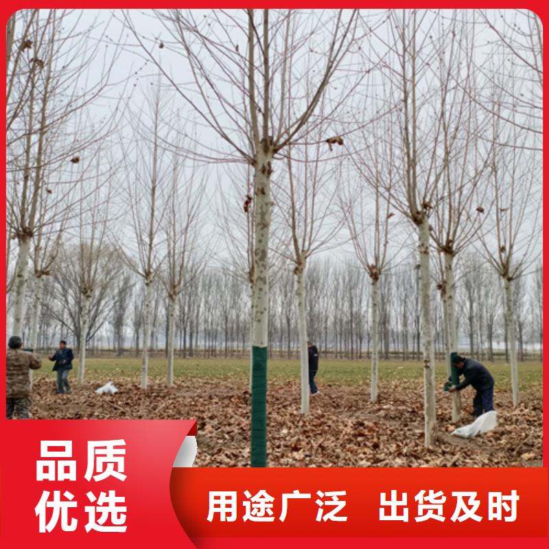 法桐价格种植基地绿化苗木