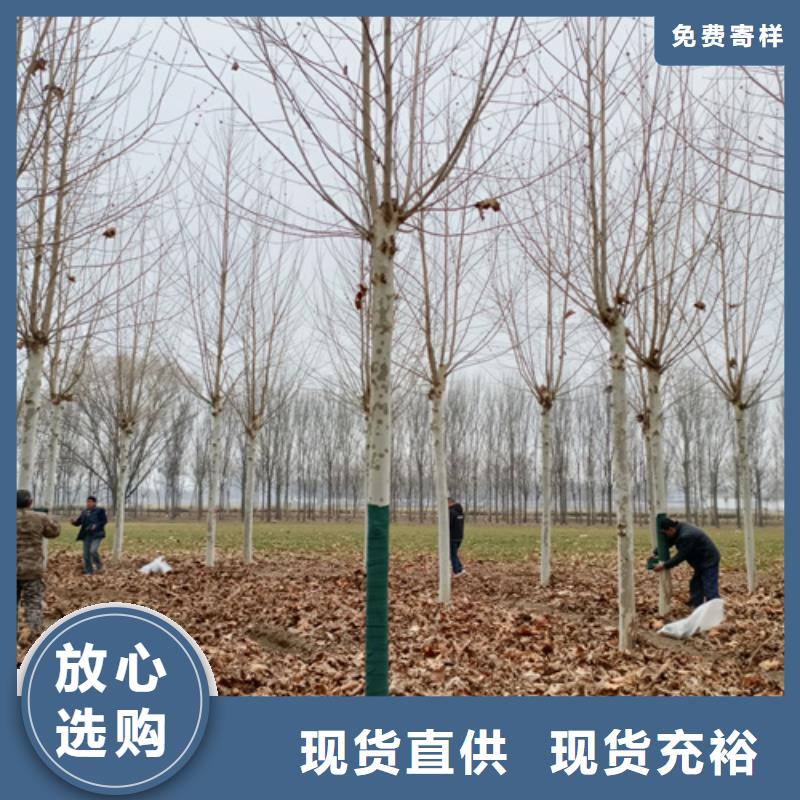 法桐队伍