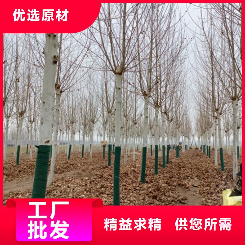 速生法桐-2025厂家热销产品