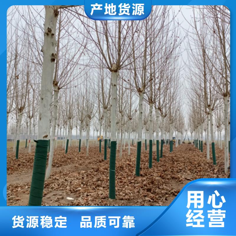法桐经验丰富