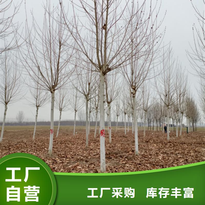 法桐厂家-发货及时