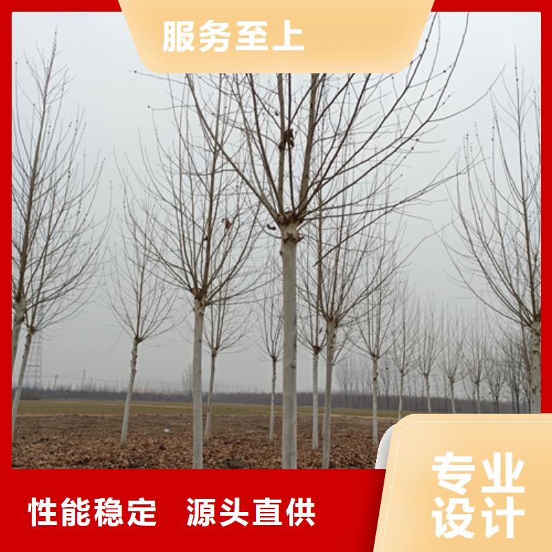 可定制的造型法桐现货厂家