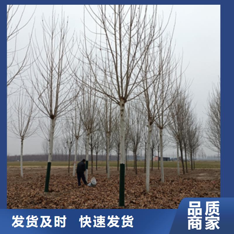 法桐行情-发货快