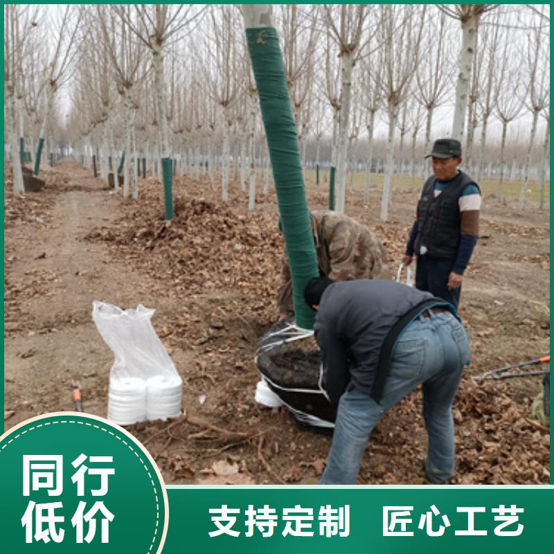 法桐小苗批发零售