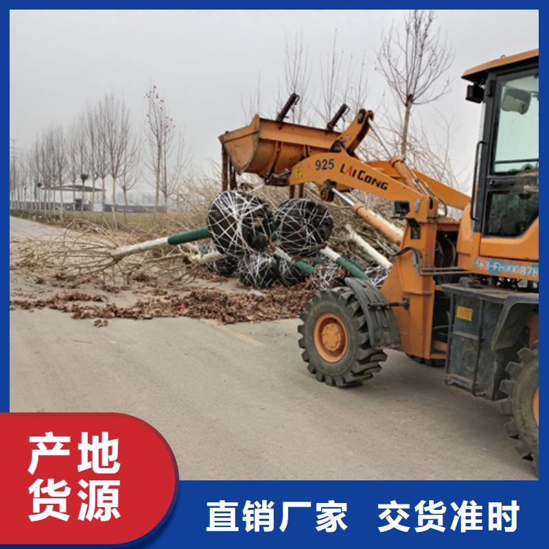 卖法桐的生产厂家