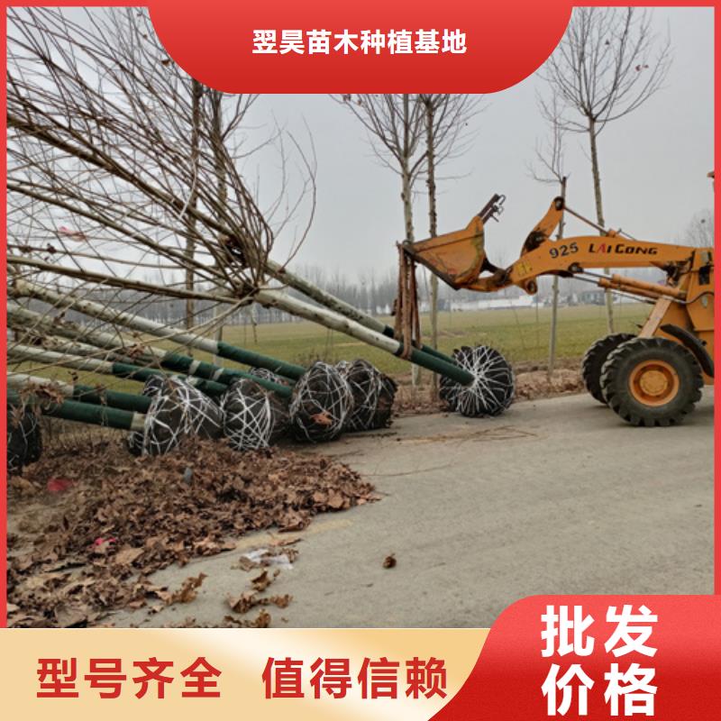 法桐放心选择绿化乔木