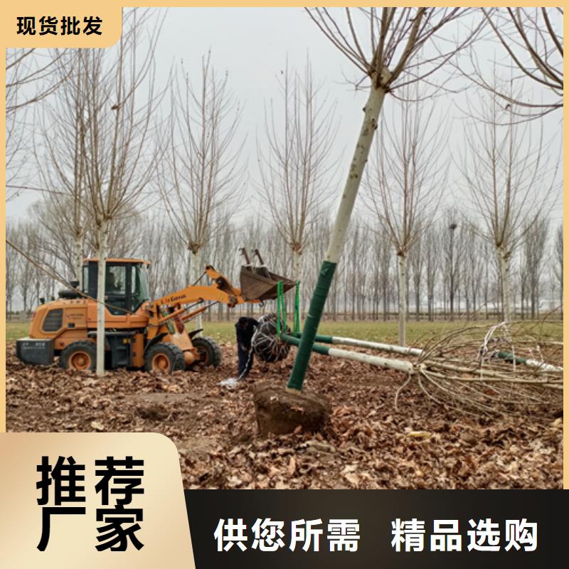 法桐小苗质保一年