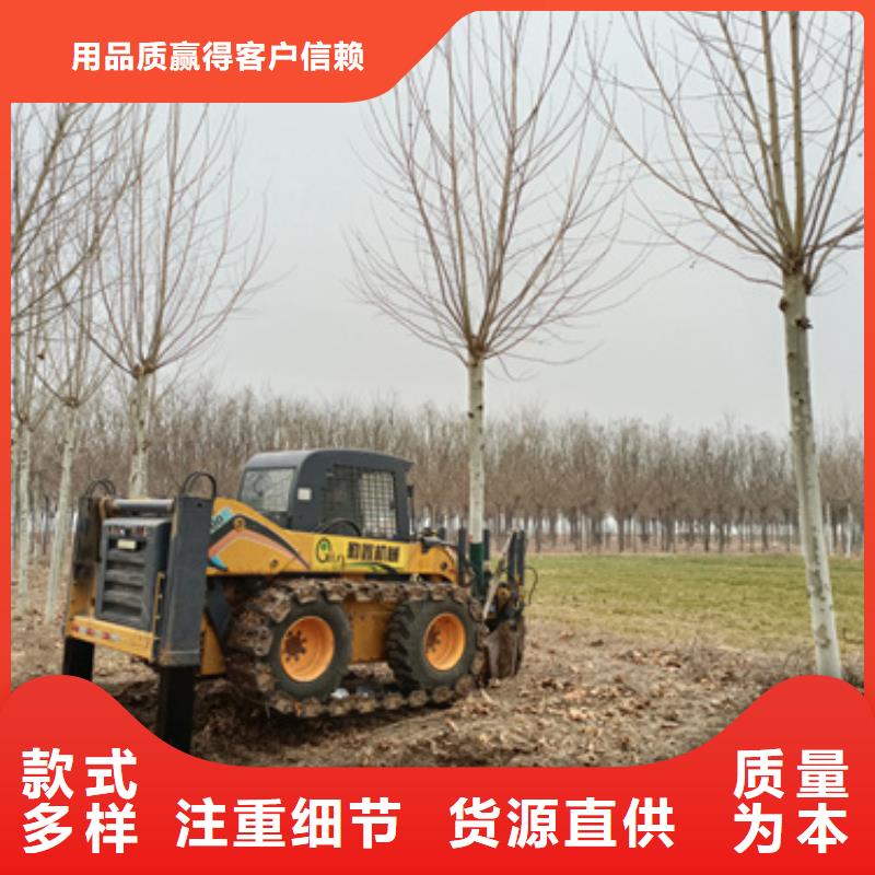 造型法桐-造型法桐经验丰富