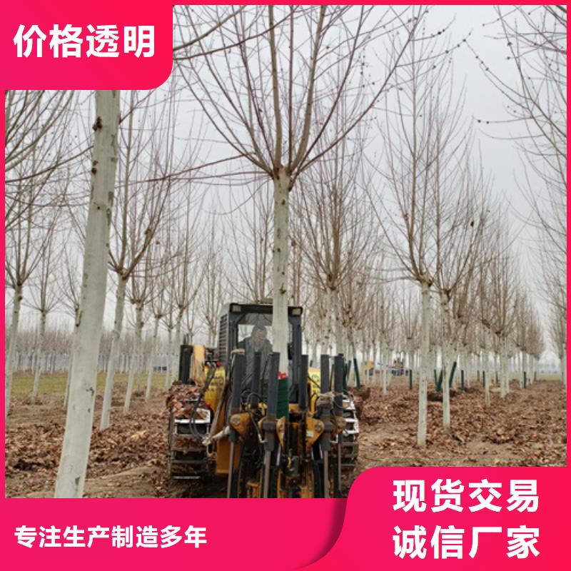 法桐黄金槐质检严格放心品质
