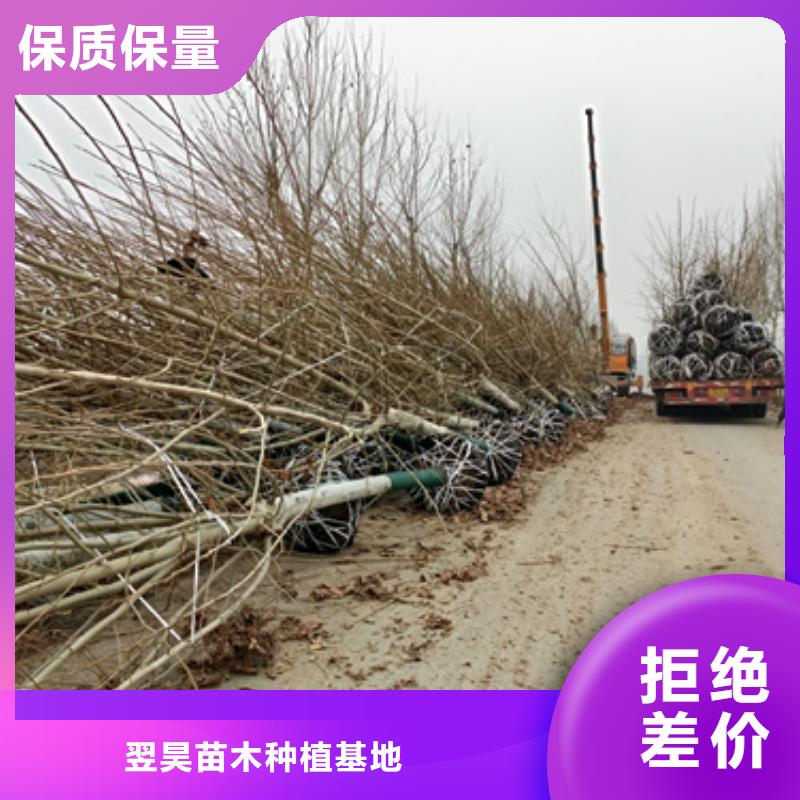 造型法桐个性化定制