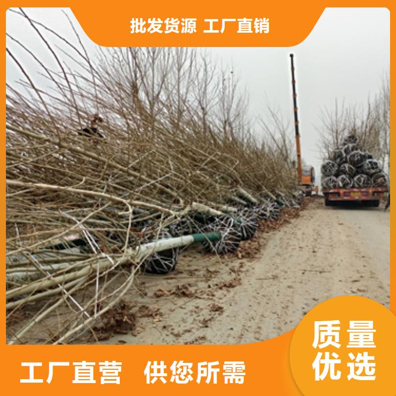 法桐货比三家再购买
