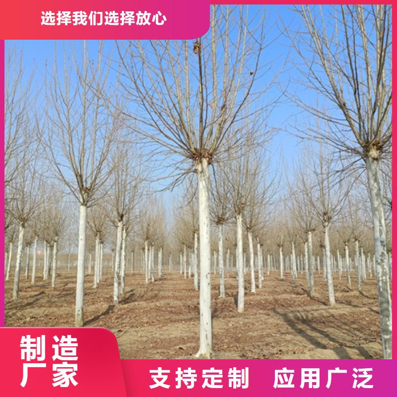法桐价格承诺守信绿化苗木
