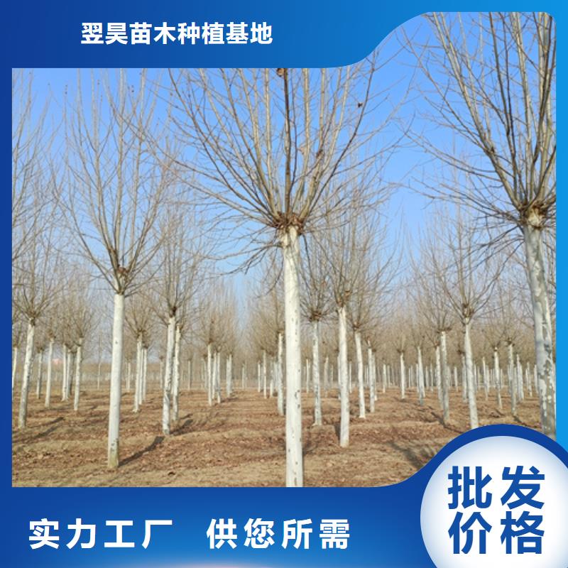 各种规格法桐欢迎来电绿化乔木