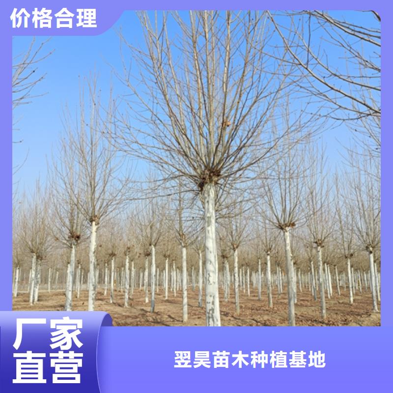 法桐小苗正规厂家生产