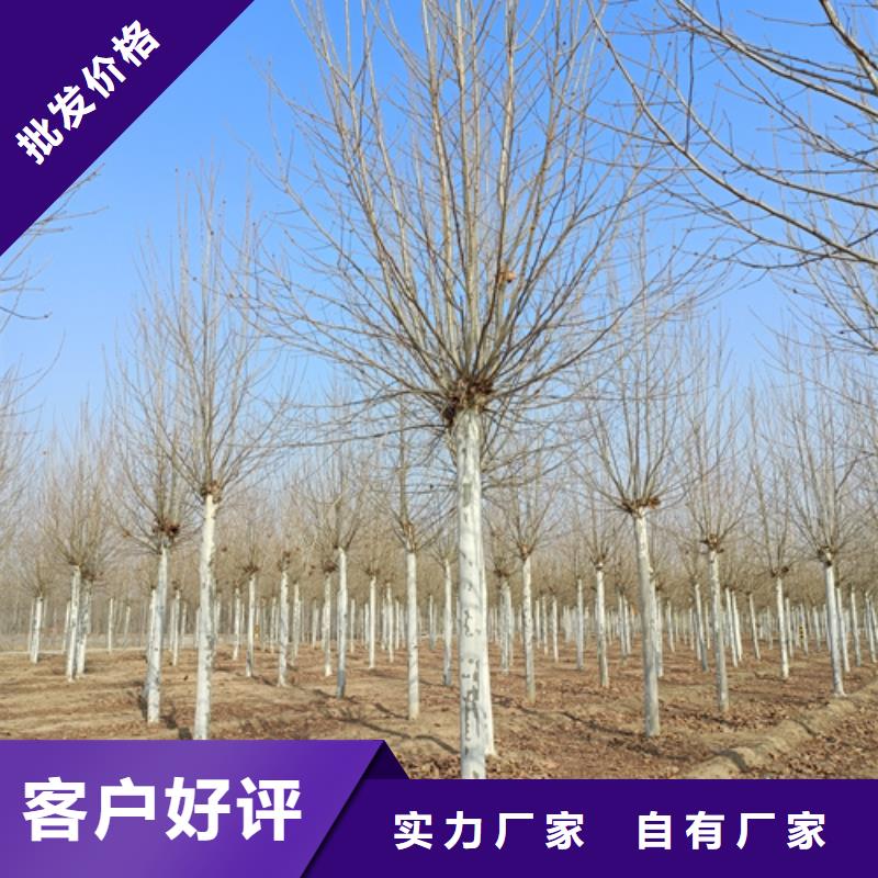 法桐生产经验丰富的厂家