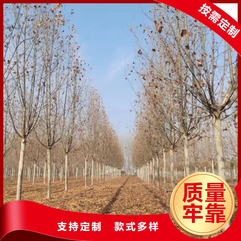 选购造型法桐-现货充足有保障