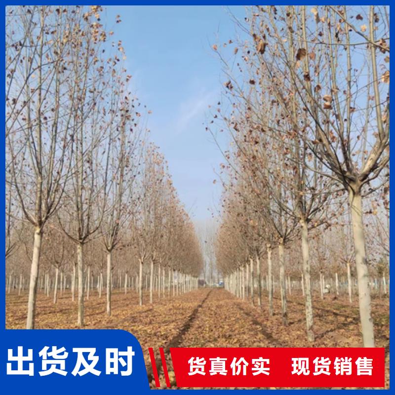 优选：速生法桐品牌厂家