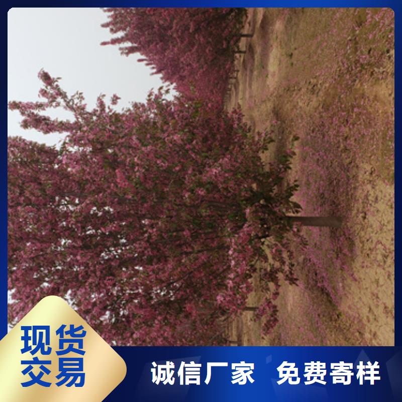 可定制的法桐行情本地厂家